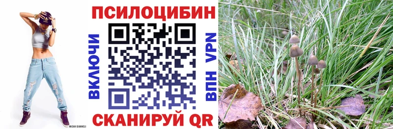 где купить наркоту  Лодейное Поле  Галлюциногенные грибы Psilocybine cubensis 